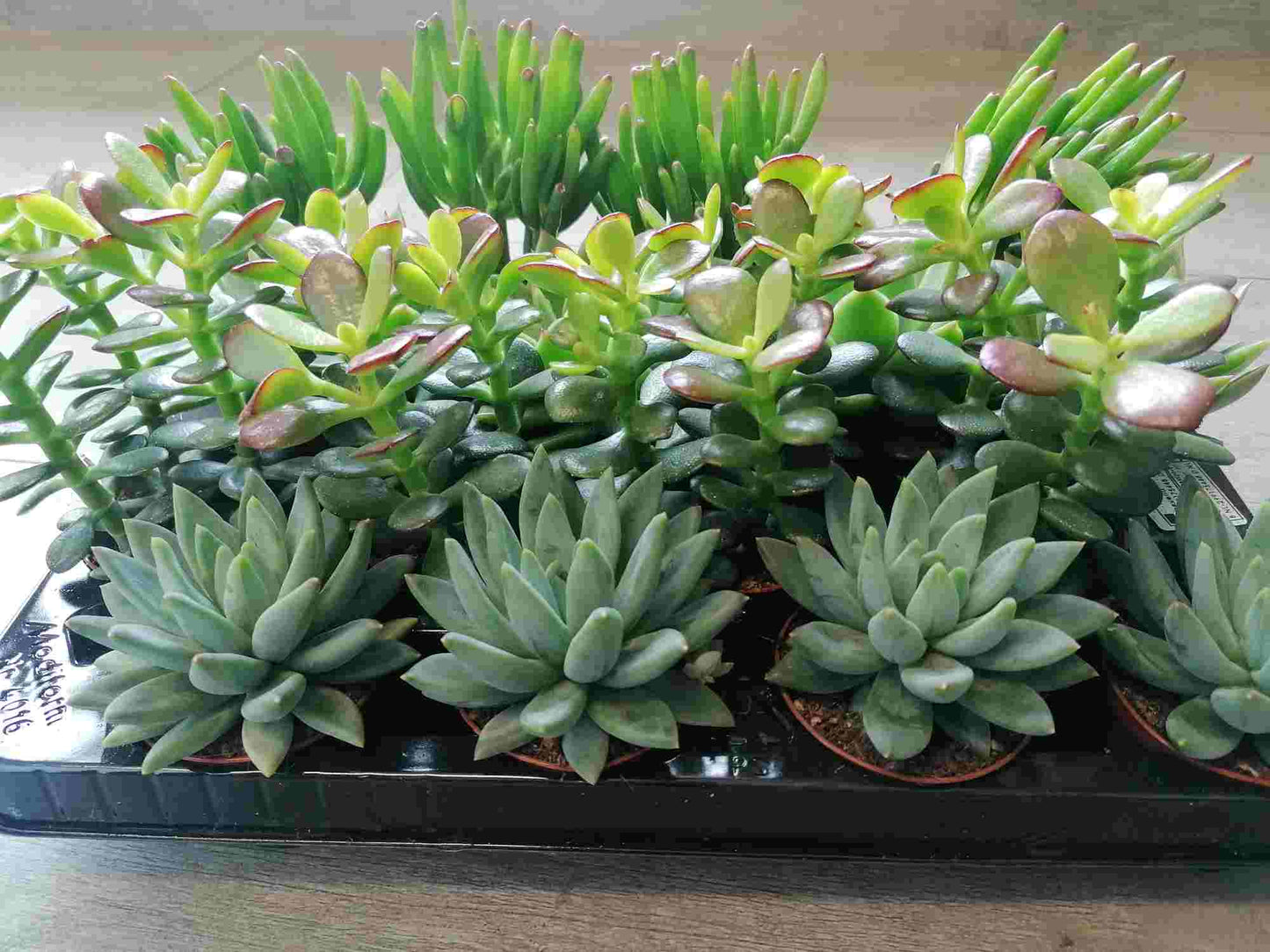 Sukkulenten im 5,5er Topf, 5 Sorten 8-15 cm - LEBENDWARE Succulenten