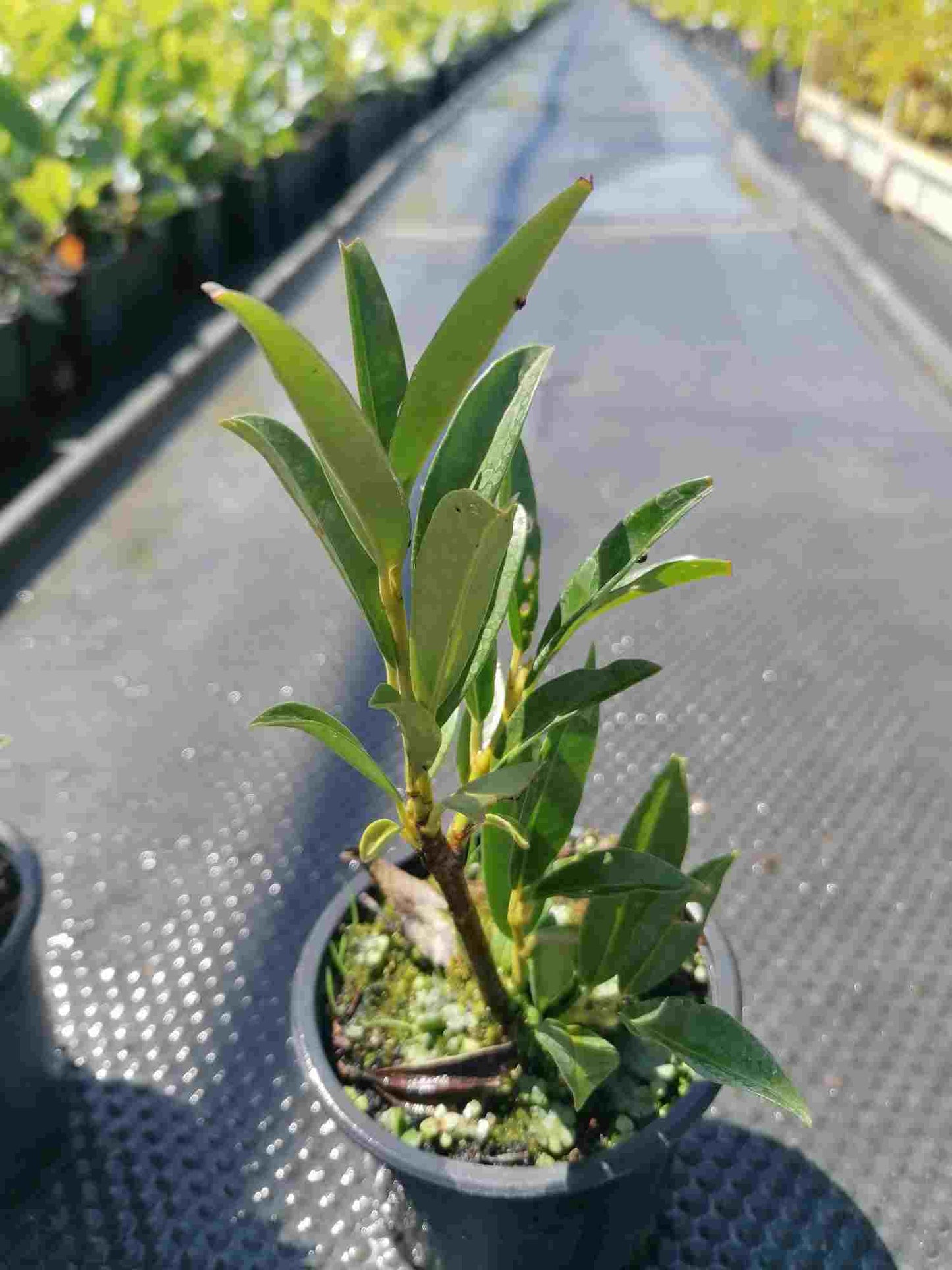 Prunus laurocerasus Otto Luyken - Breitwüchsiger Kirschlorbeer - Heckenpflanze