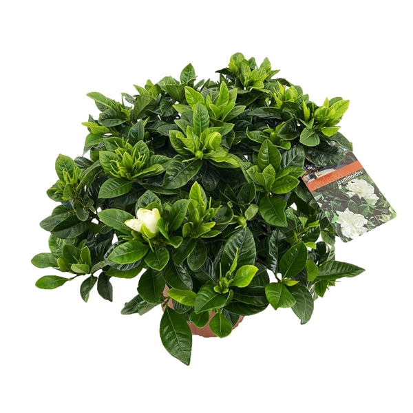 Gardenie - Gardenia jasminoides - Zimmerpflanze - stark duftende Blüten