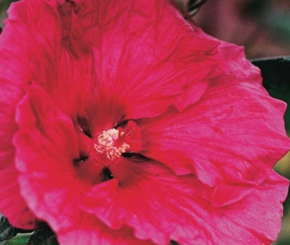 XXL Riesenhibiskus 'Carousel Pink Candy' - Hibiscus moscheutos | Winte XXL Riesenhibiskus 'Carousel Pink Candy' - Hibiscus moscheutos | Winte