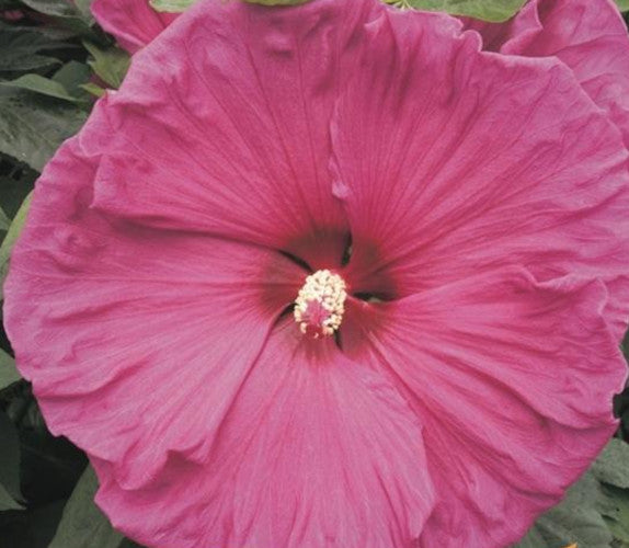 XXL Staudenhibiskus 'Copper Queen' – Winterharte Riesenhibiskus Staude Mit Riesigen Kupferfarbenen Blüten, Für Beet & Kübel, Blütezeit Juli–September