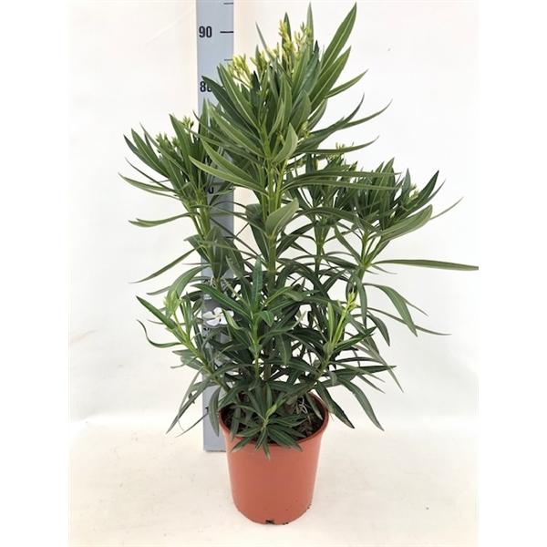 Oleander- Nerium oleander - pflegeleichter Kübelstar vom Mittelmeer