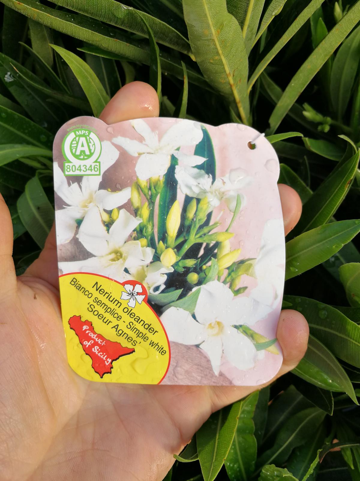 Oleander- Nerium oleander - pflegeleichter Kübelstar vom Mittelmeer