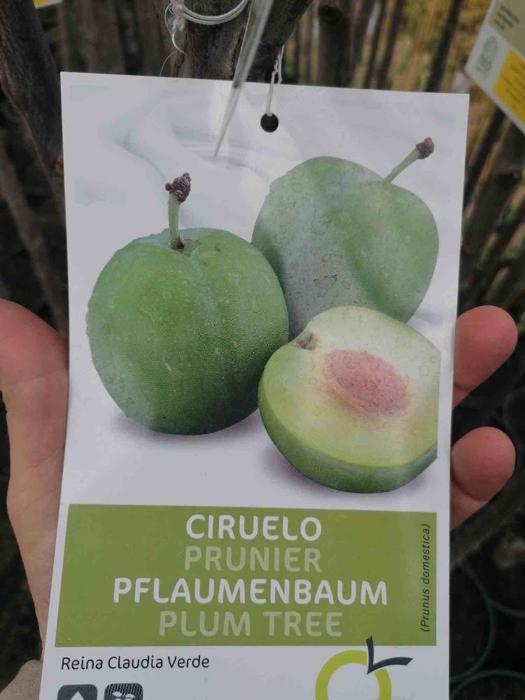 Pflaumenbaum - Prunus domestica - Pflaume - Obstbaum