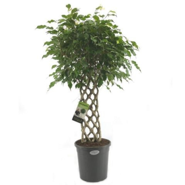 Birkenfeige - Ficus Benjamina - Zimmerpflanze - Grünpflanze - pflegeleicht