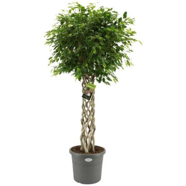 Birkenfeige - Ficus Benjamina - Zimmerpflanze - Grünpflanze - pflegeleicht