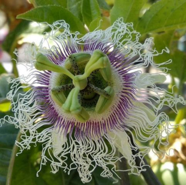 Winterharte Passionsblume - exotische Schönheit - mehrjährige Kletterpflanze