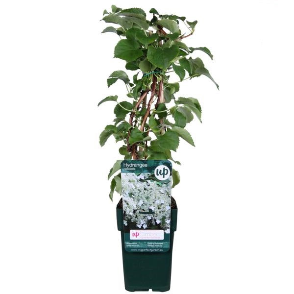 Kletterhortensie Hydrangea petiolaris Kletterpflanze Hortensie