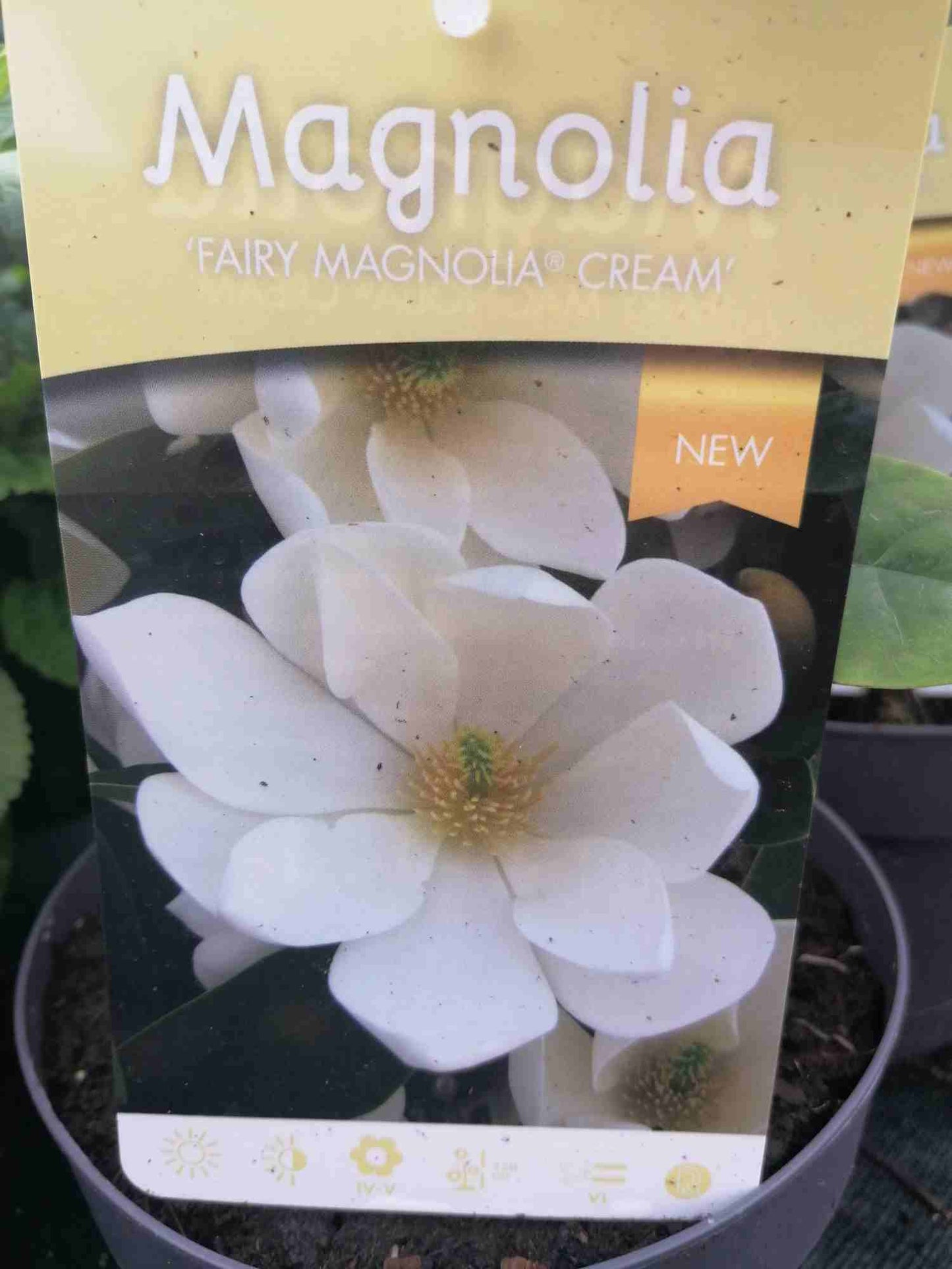 Magnolia - Magnolien - Tulpenmagnolie - Tulpenbaum - Gehölz