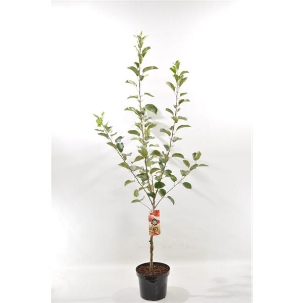 Malus Domestica Cox Orange Pippin 100-120 cm Apfelbaum -  Halbstamm - Topfgewachsen