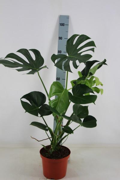 Monstera delicosa Köstliche Fensterblatt Zimmerpflanze