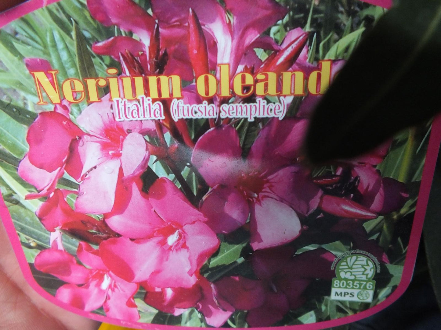 Oleander- Nerium oleander - pflegeleichter Kübelstar vom Mittelmeer
