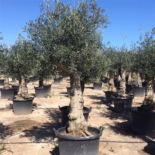 Olivenbaum - Olea Europea winterhart