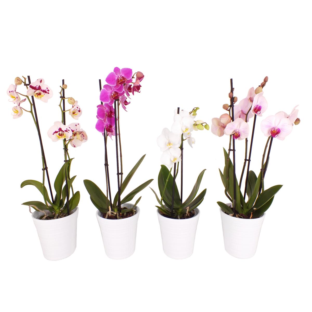 Phalaenopsis 50 cm 2 Triebe - Orchideen - Topforchidee