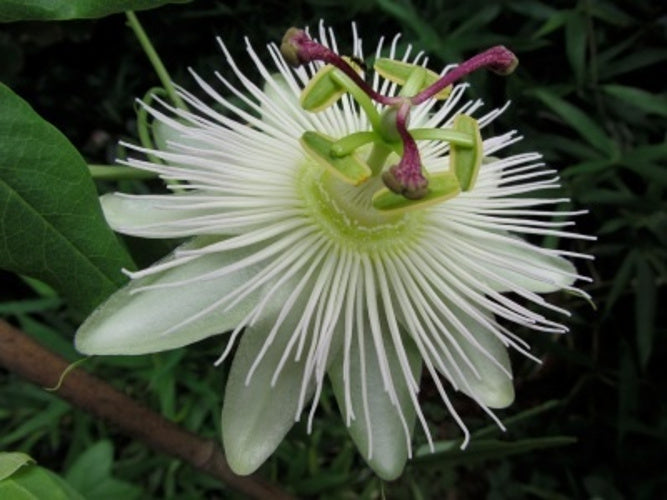 Winterharte Passionsblume - exotische Schönheit - mehrjährige Kletterpflanze