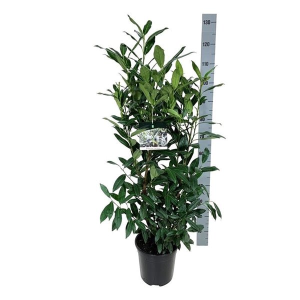 Prunus laur. 'Herbergii' - Kirschlorbeer -Wachstum bis zu 50 cm pro Jahr - Winterhart - Heckenpflanze