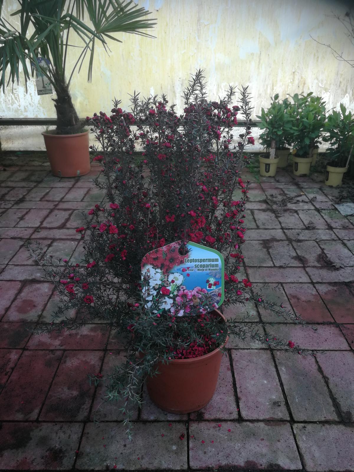 Südseemyrte 40-45 cm Leptospermum scoparium - Manuka