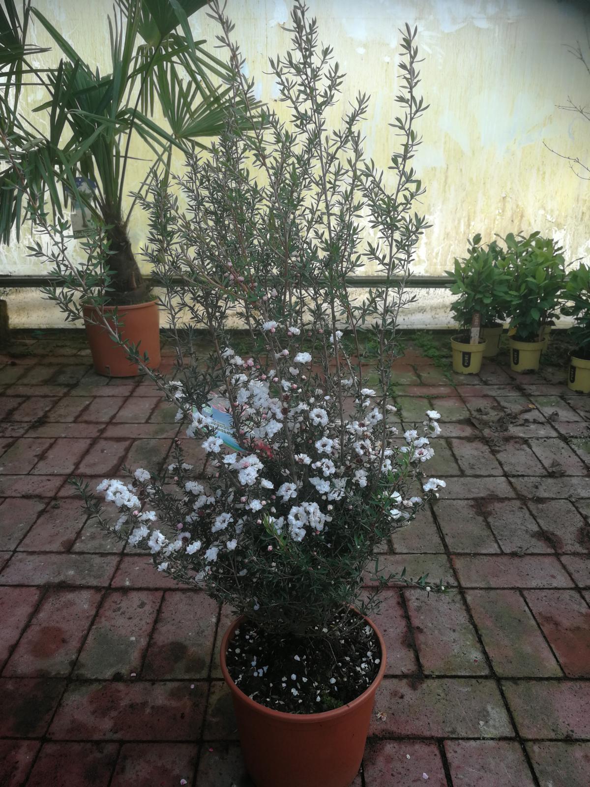 Südseemyrte 40-45 cm Leptospermum scoparium - Manuka