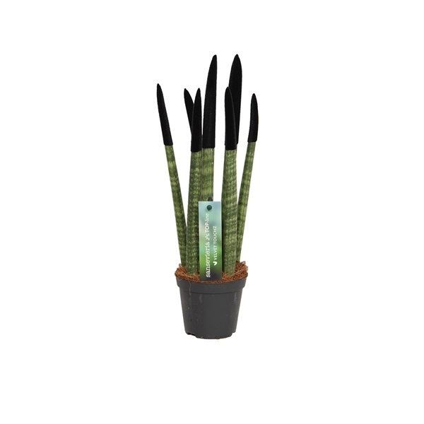 Sansevieria Cylindrica Straight -Spaghetti VELVET TOUCHZ®- 15-20 cm Bo –  Blumen-Senf®