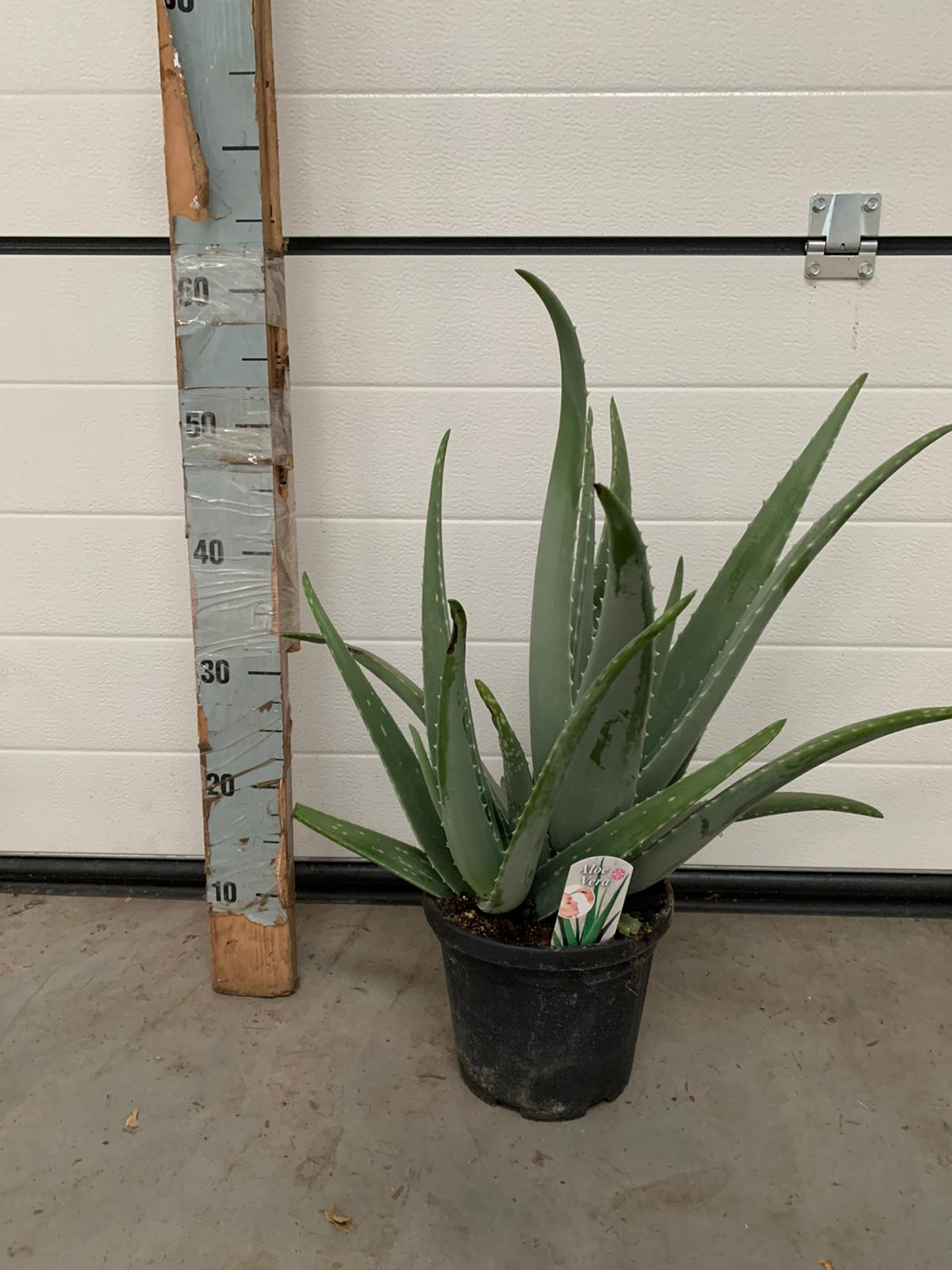 Aloe Vera Pflanze - echter Aloe Vera - Zimmerpflanze