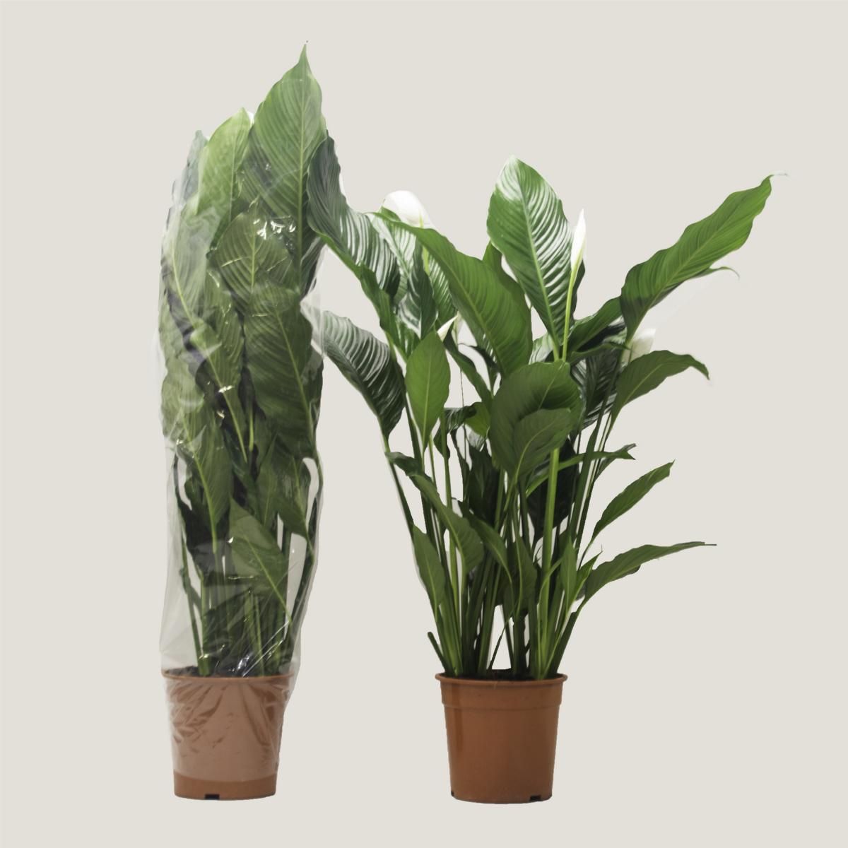 Spathiphyllum  - Einblatt Scheidenblatt Grünpflanze Zimmerpflanze bessere Raumlu
