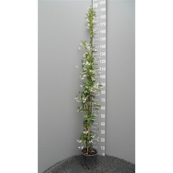 Sternjasmin - Immergrün, Duftend & Winterhart Trachelospermum jasminoi