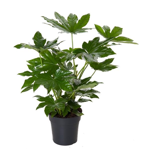 Zimmeraralie - Fatsia japonica - Zimmerpflanze - Grünpflanze