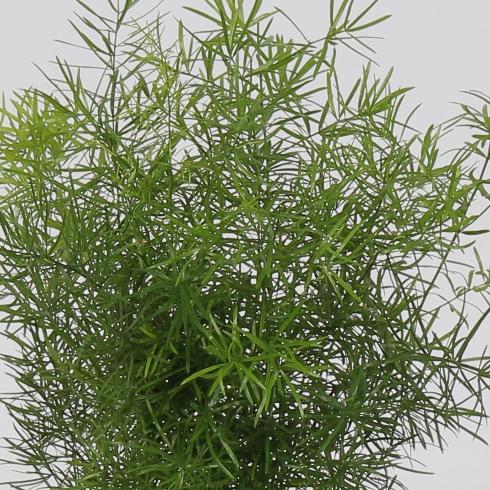 Asparagus densiflorus Sprengeri 30-40 cm Topf Ø 12 cm Zierspargel Asparagus Zimmerpflanze