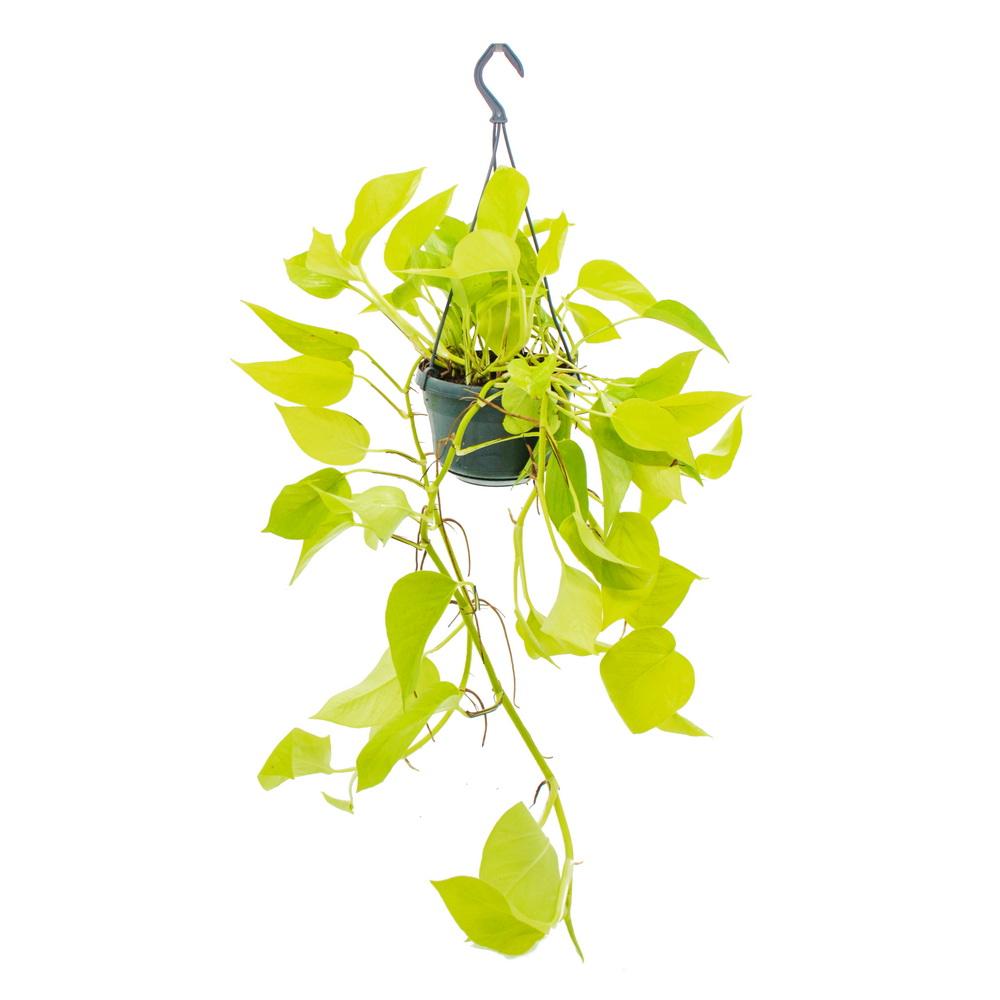 Epipremnum Golden Pothos, Ampel 40-44cm lange Ranke - Efeutute  Rankpflanze Pflegeleicht Hängepflanze Zimmerpflanze