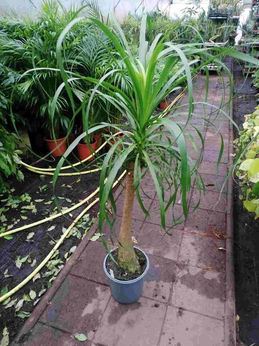 Sloní noha NABÍDKA 100-130 cm Beaucarnea recurvata Láhvový strom Vodní palma Pokojová rostlina