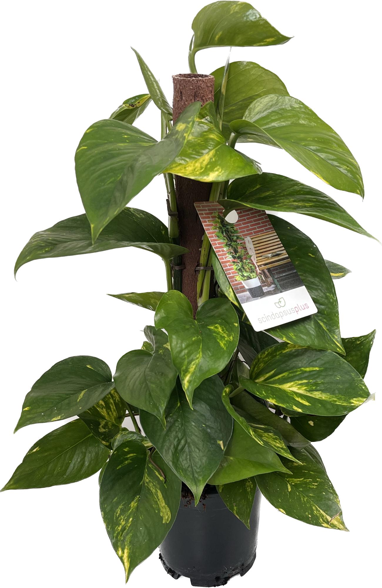 Epipremnum Aureum - Efeutute am Moosstab Topf Ø 15 / Höhe ca. 50 cm Rankpflanze Pflegeleicht Hängepflanze  Zimmerpflanze