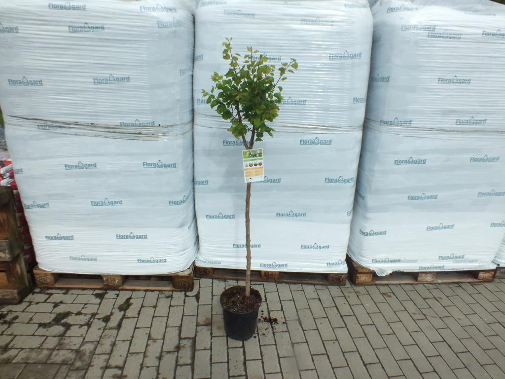 Aprikose 170 -200 cm Prunus armeniaca Currot - Aprikosenbaum - Obst