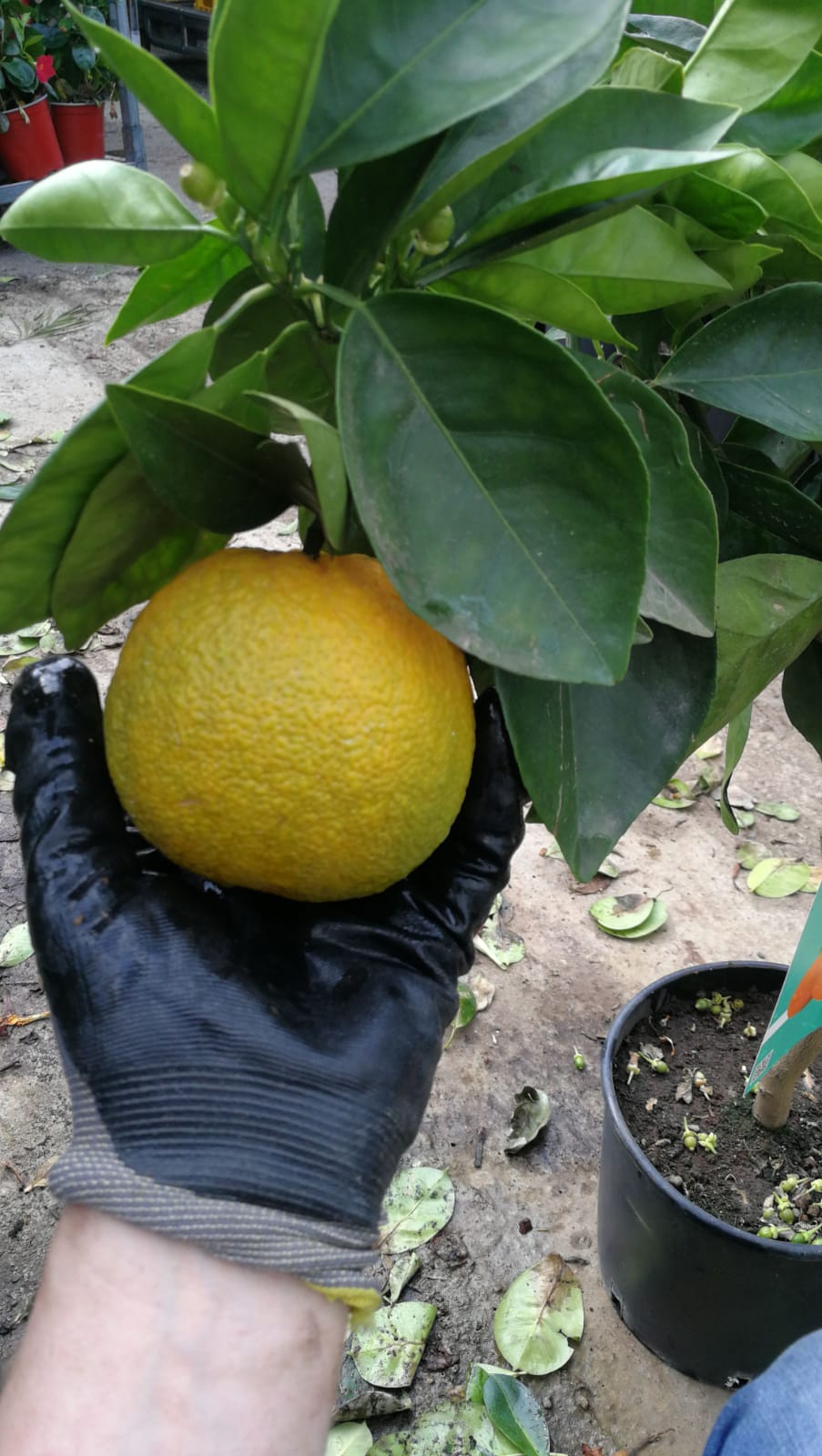 Citrus sinensis - echte Orange - Apfelsine - Orangenbaum - Zitruspflanze