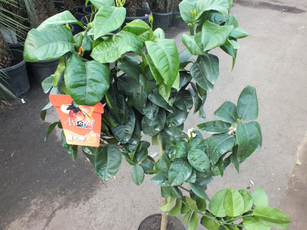 Orangenbaum Arcobal 60-80 cm - Citrus Sinensis 'Arcobal' - Regenbogen Orange