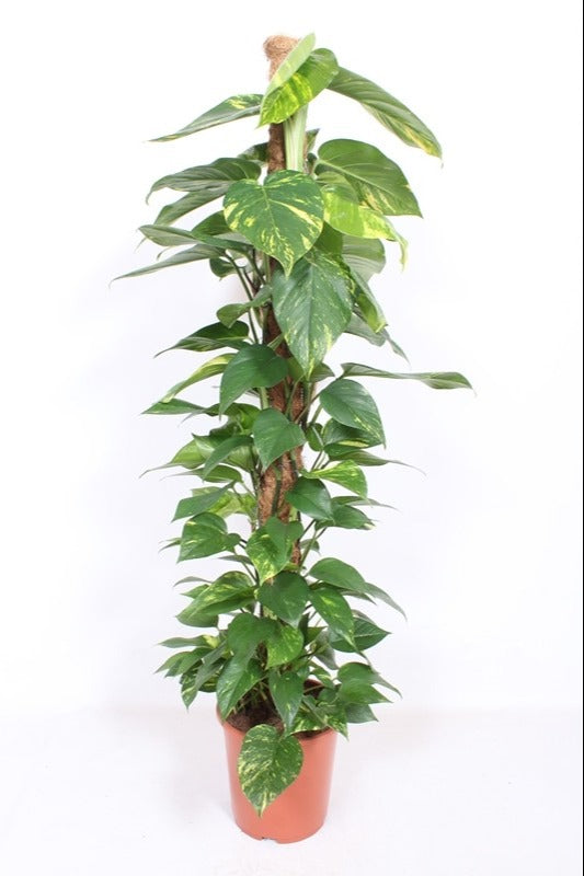 Epipremnum Aureum - Efeutute am Moosstab Topf Ø 24 / Höhe ca. 120 cm Rankpflanze Pflegeleicht Hängepflanze  Zimmerpflanze