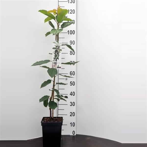 Säulenkirsche 'Sylvia' ® ca. 120 cm - Prunus avium 'Sylvia'