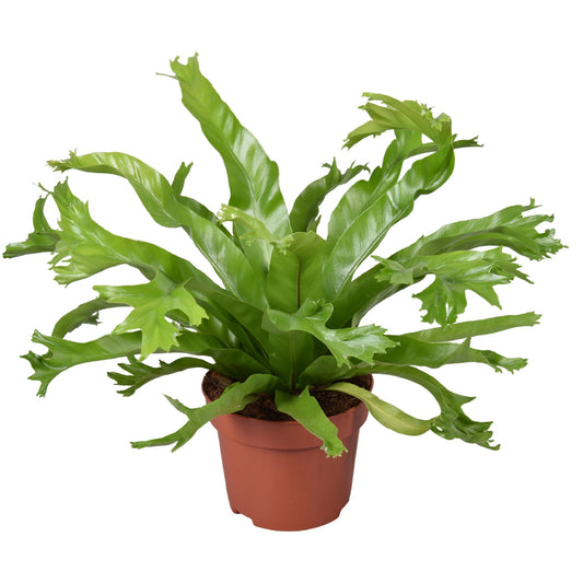 Asplenium nidus Crissie Topf 12 cm Ø Nestfarn - Luftreinigende Zimmerpflanze - Grünpflanze
