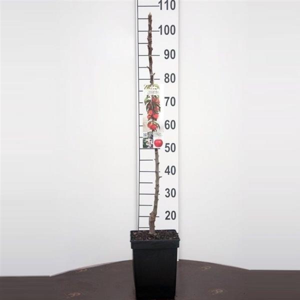 Säulenapfel Malus 'McIntosh' ca. 120 cm Herbstapfel 'McIntosh'