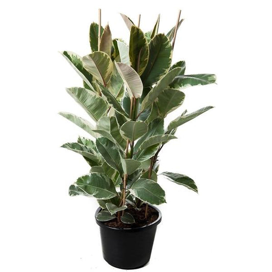 Weissbunter Gummibaum 3 Pflanzen im Topf 100-110 cm Ficus elastica Tineke Zimmerpflanze