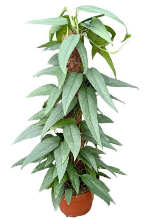 Epipremnum Cebu Blue am Moosstab - Efeutute Topf Ø 15 / Höhe ca. 50 cm Rankpflanze Pflegeleicht Hängepflanze Zimmerpflanze