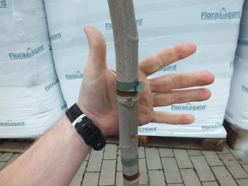 Feige Panache 180-200 cm - Ficus carica - Helle Feige -kräftiger Stamm - Feigenbaum