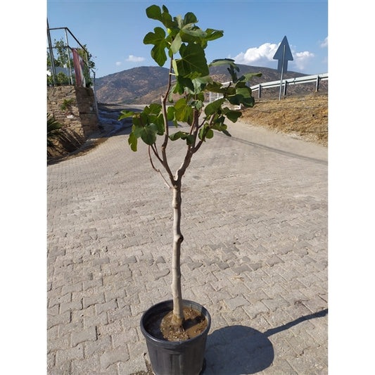 Feigenbaum- Ficus carica Gota de Miel ca 100 cm kräftiger Stamm  - echte Feige - Winterhart Obstbaum
