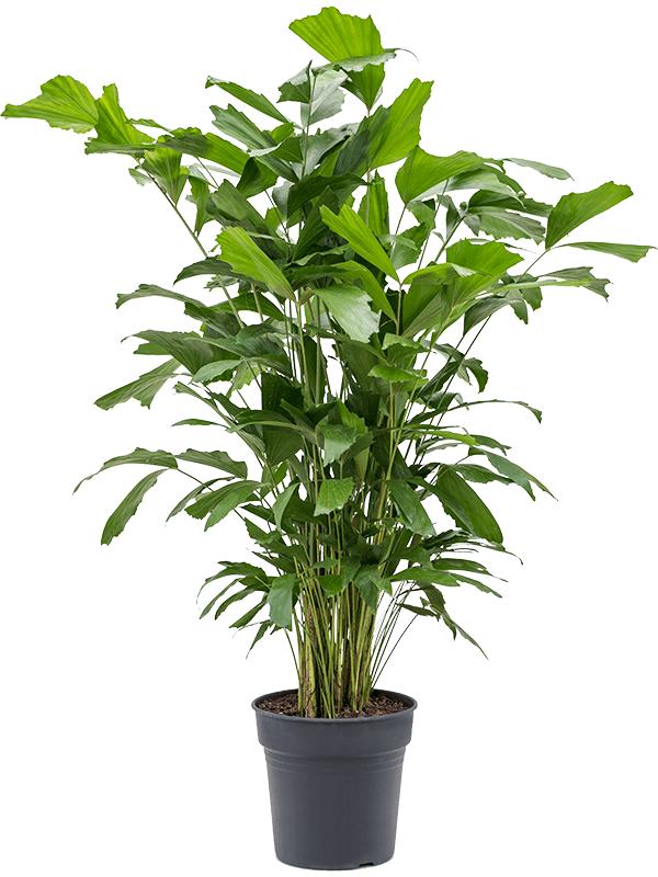 Angebot Fischschwanzpalme 120-140 cm - Caryota mitis - Brennpalmen - Zimmerpflanze