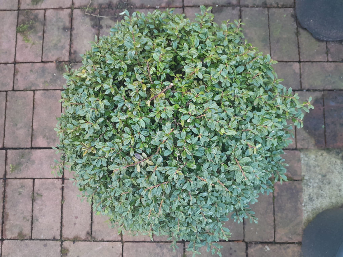 Ilex crenata 'Green Glory'  Kugel  40 cm Ø - Stechpalme Heckenpflanzen - Idealer Buchsbaum-Ersatz