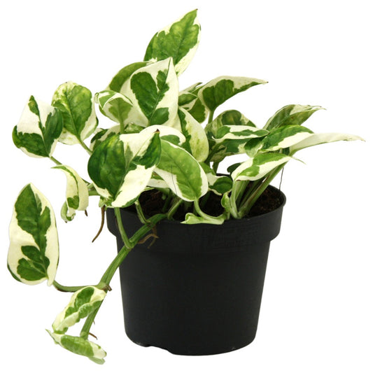 Epipremnum N'joy Topf Ø 12 / Höhe ca. 20 cm- Efeutute  Rankpflanze Pflegeleicht Hängepflanze Zimmerpflanze
