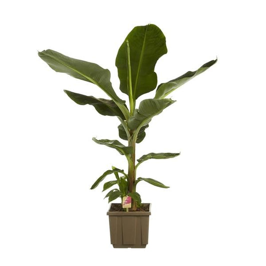 Musa Dwarf cavendish - Zwerg-Essbanane 120-140 cm Zimmerpflanze