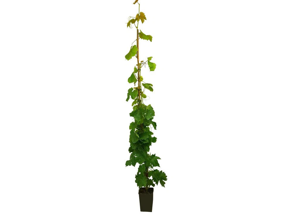 Weinrebe Vitis vinifera Autumn Royal 180-200 cm Tafeltraube - schwarze, spätreifende Traube ohne Kerne