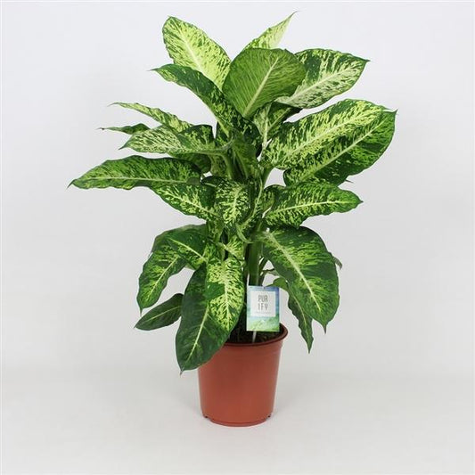 Dieffenbachie Mars 60-70 cm Grünpflanze Zimmerpflanze