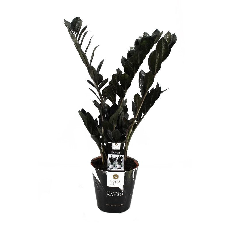 Zamioculcas Raven 70-80 cm - Schwarze Zamioculcas - Zimmerpflanze