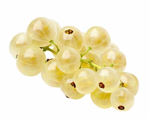 Weiße Johannisbeere 'Werdavia' - Ribes rubrum 'Werdavia'